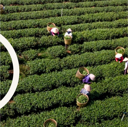 tea pickers harvesting tea leaves